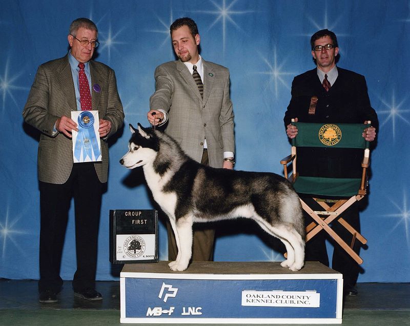 First in Stud Dog Class Siberian Husky Club of America 2010 #1 Siberian Hus...